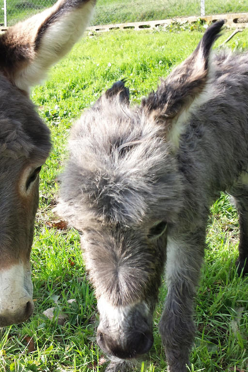 Affittacamere Il Vignale Massa Martana Esterno foto