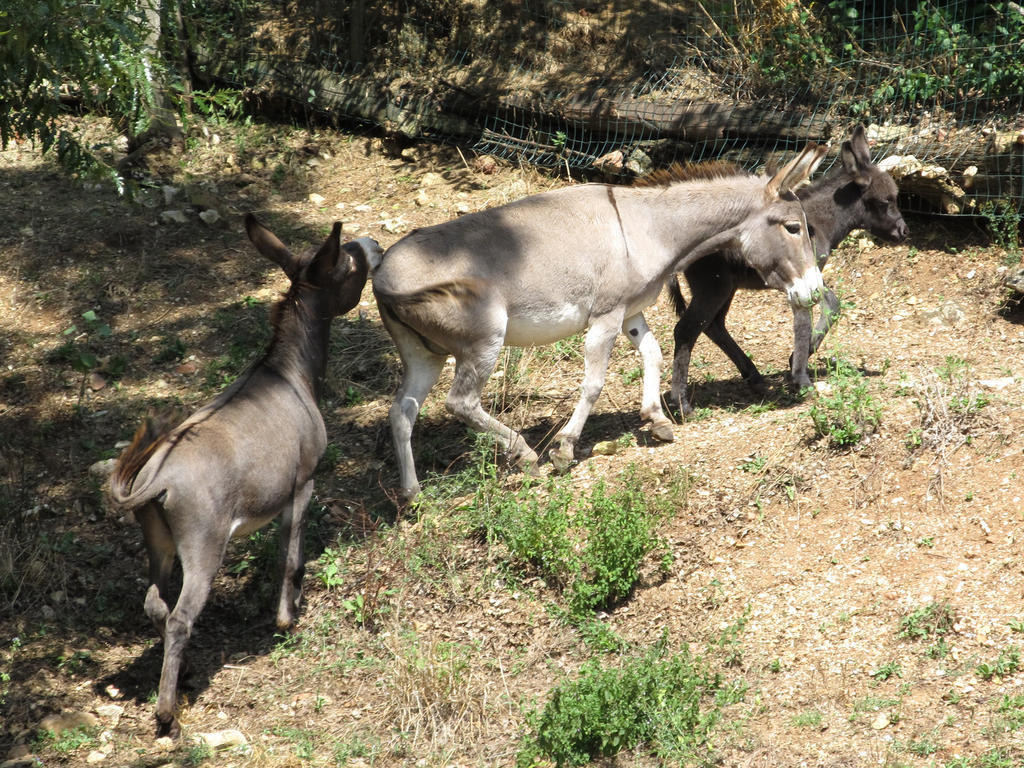 Affittacamere Il Vignale Massa Martana Esterno foto